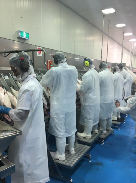 Workers working in New Zealand King Salmon processing plant in Nelson, New Zealand