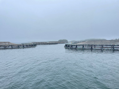 True North Seafood salmon farm in New Brunswick, Canada