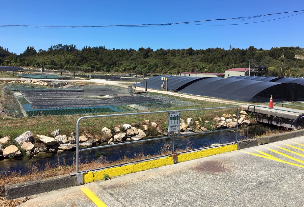 Fishing nets and tents spread over Takaka Hatchery in New Zealand