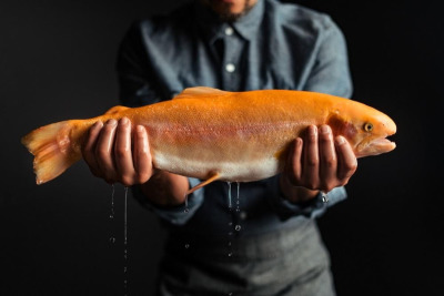 Riverence Golden Trout