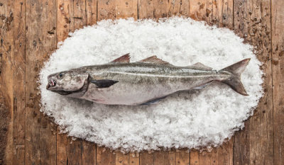 Gulf of Maine Sashimi Atlantic Pollock distributed by Euclid Fish Company, wholesale seafood distributor in Mentor, Ohio