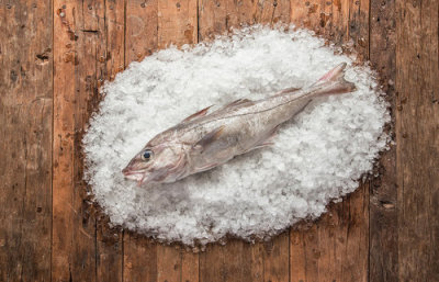 Gulf of Maine Sashimi Wild Haddock distributed by Euclid Fish Company, wholesale seafood distributor in Mentor, Ohio