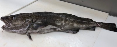 Gulf of Maine Sashimi Cod distributed by Euclid Fish Company, wholesale seafood distributor in Mentor, Ohio