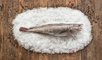 Gulf of Maine Sashimi White Hake distributed by Euclid Fish Company, wholesale seafood distributor in Mentor, Ohio